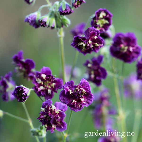 Hovedbilde Brunstorkenebb 'Joseph Green' - Geranium phaeum 