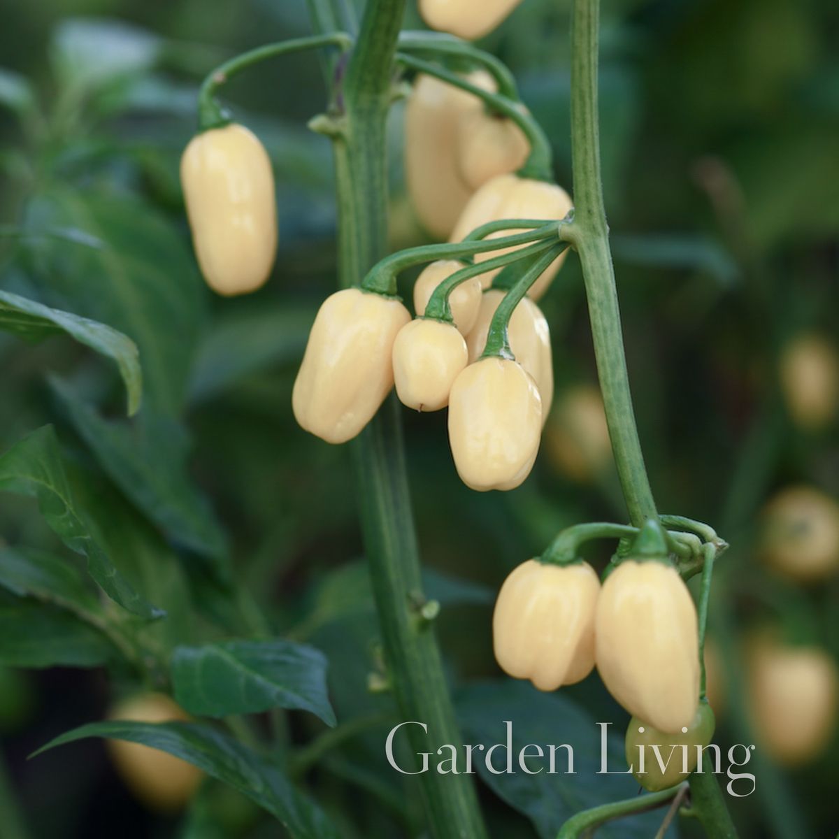 Chilipepper 'Habanero White' - Capsicum chinensis