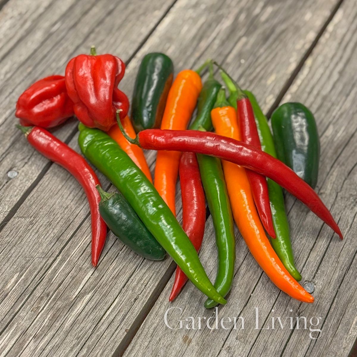 Chilipepper 'Caribbean Blend' - Capsicum annuum
