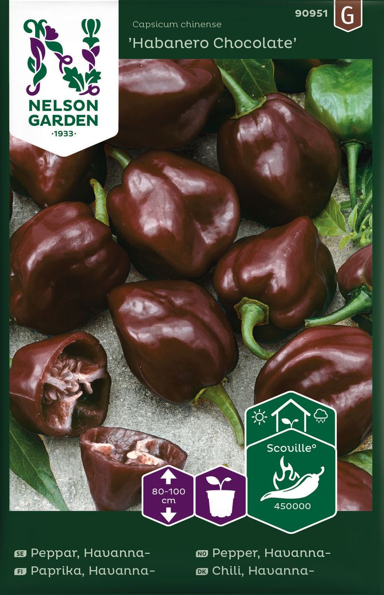 Chilipepper 'Habanero Chocolate - Capsicum chinense