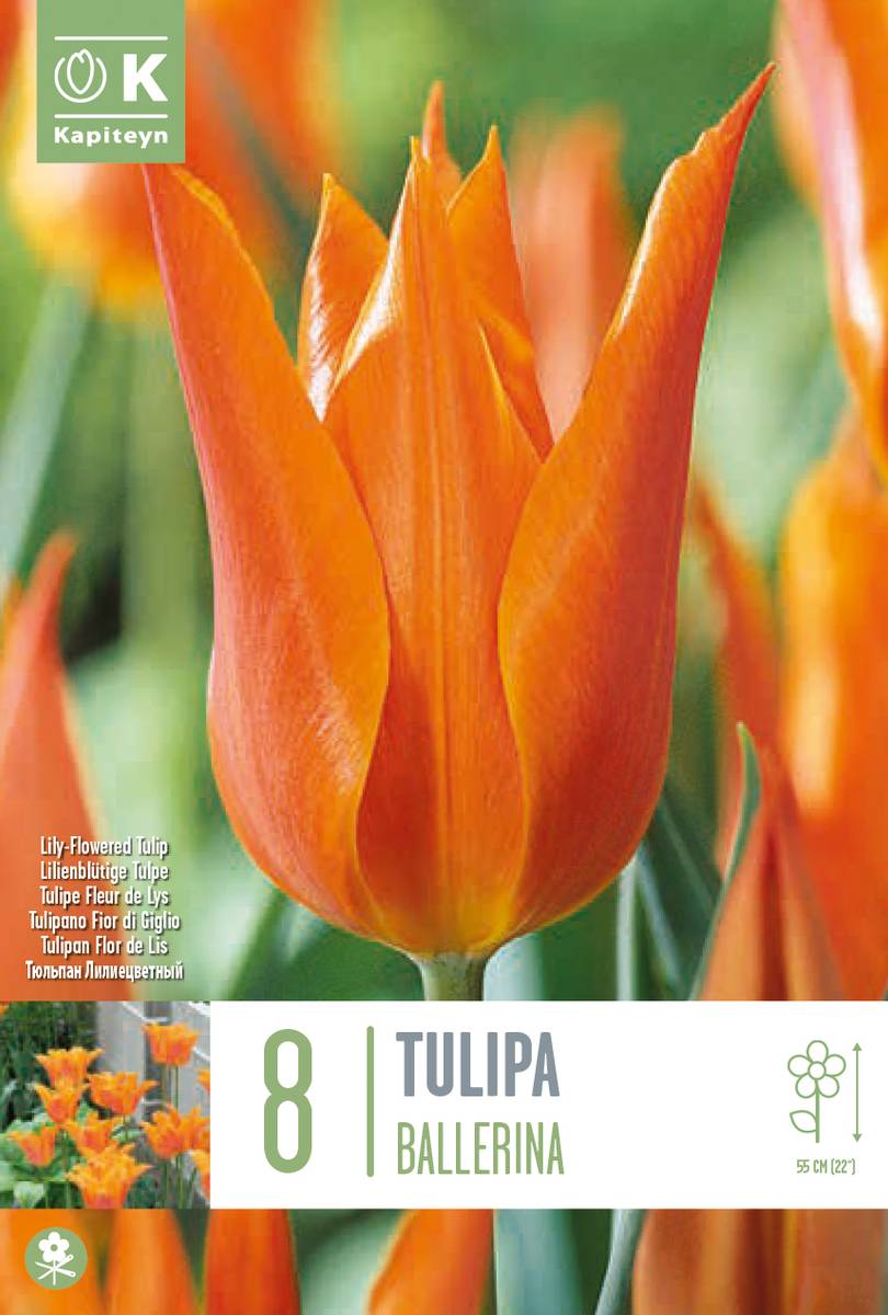 Tulipan 'Ballerina', liljeblomstrende - 7 stk