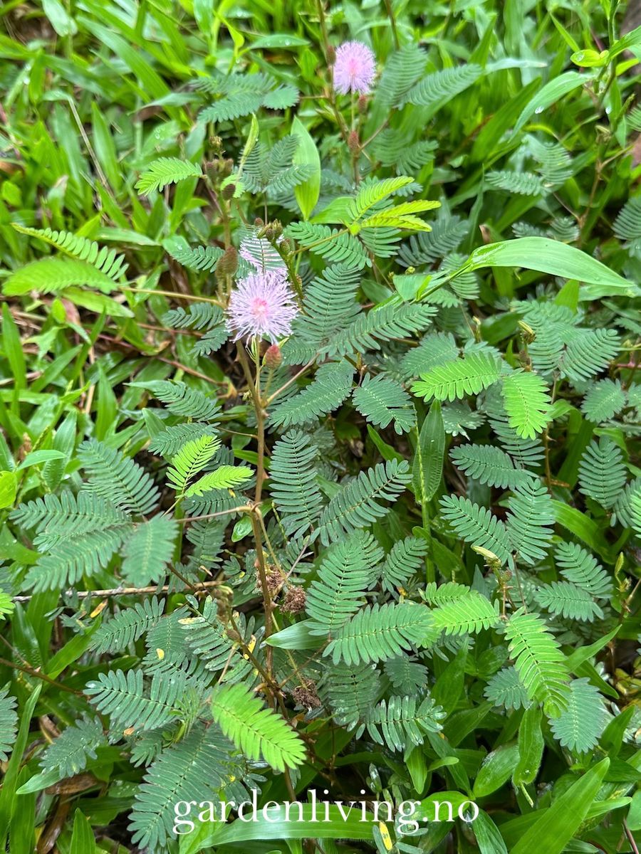 Sanseplante/Rør meg ikke - Mimosa pudica