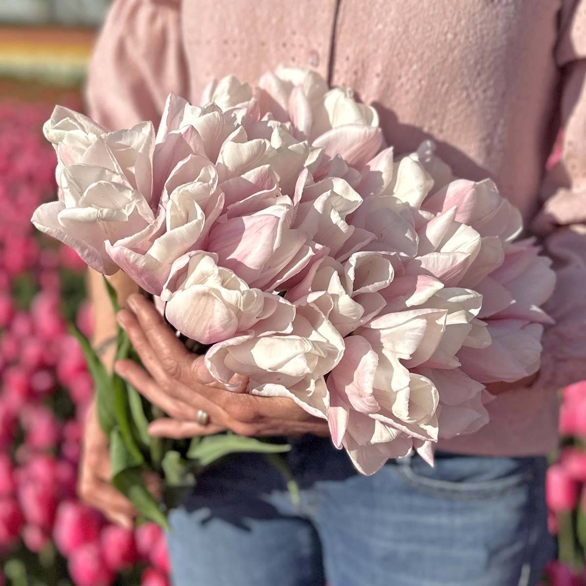Tulipan 'Fay', triumph - 10 stk