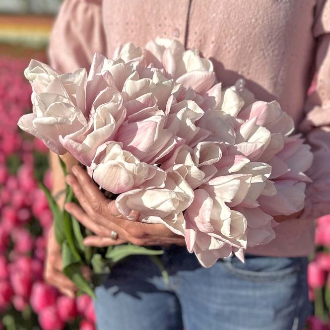 Hovedbilde Tulipan 'Fay', triumph - 10 stk
