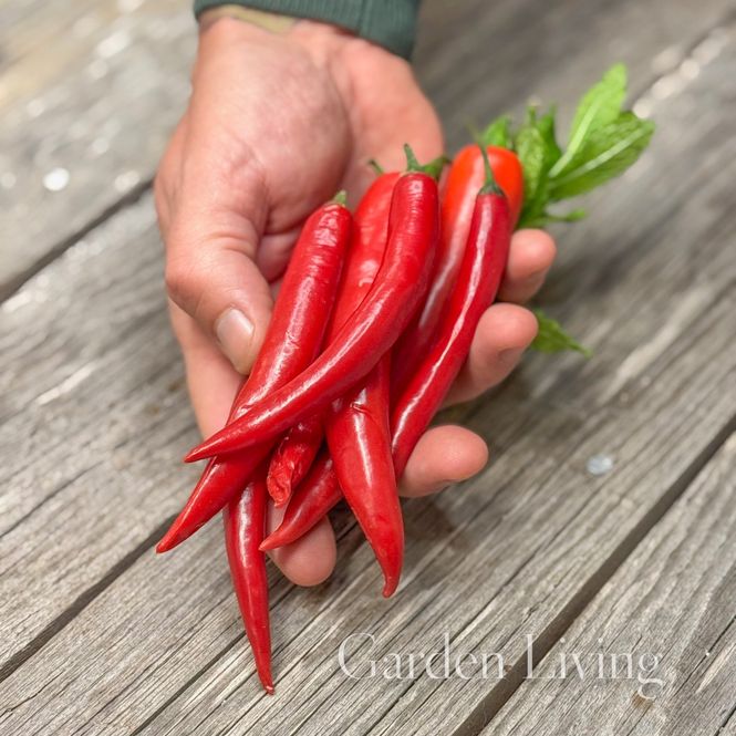 Hovedbilde Chilipepper 'De Cayenne' - Capsicum annuum