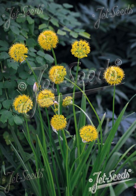Hovedbilde Allium hookeri var. muliense