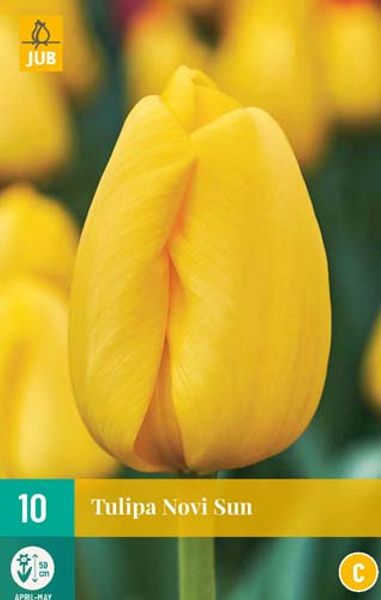 Hovedbilde Tulipan 'Novi Sun', darwinhybrid - 7 stk