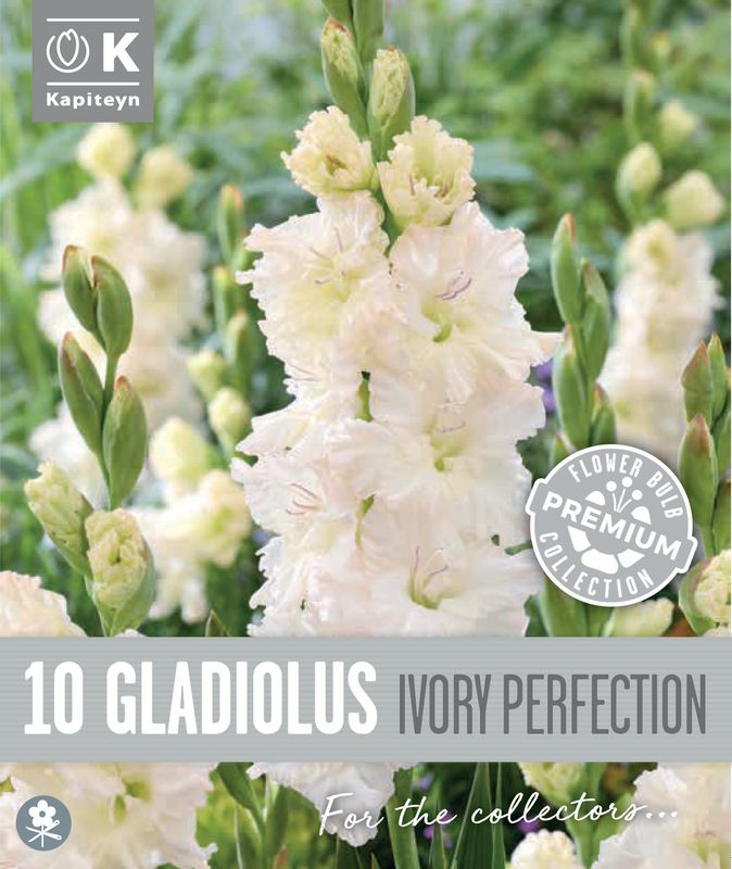 Gladiol 'Ivory Perfection' - Gladiolus, 10 stk.