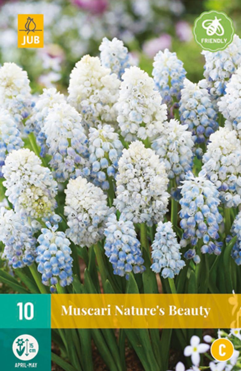 Perleblomst 'Nature's Beauty' - Muscari - 10 stk