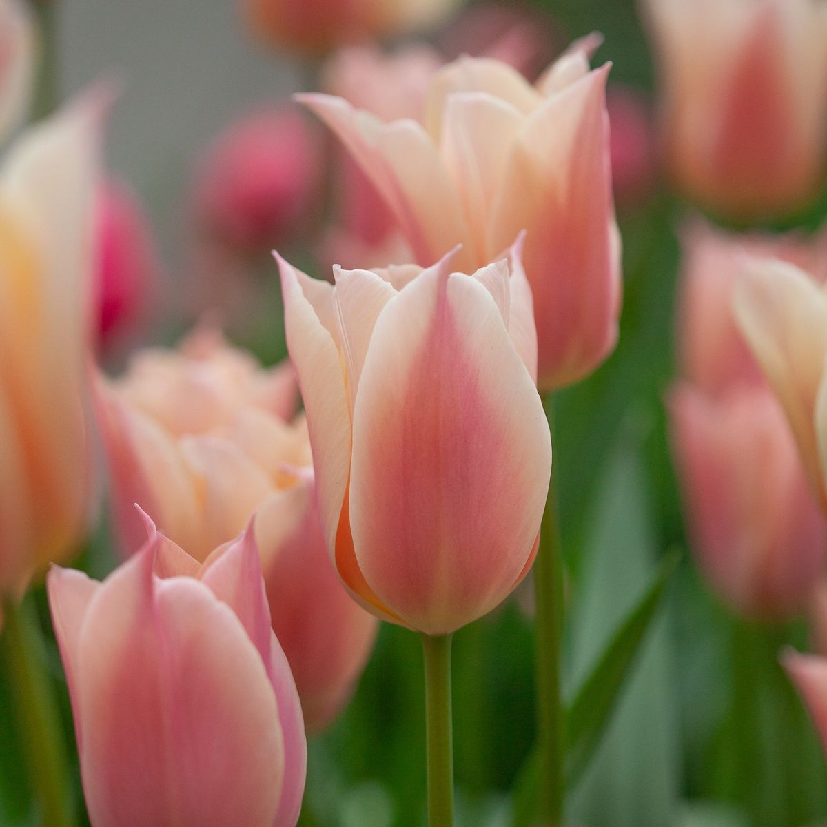 Tulipan 'Sanne', triumphtulipan - 10 stk