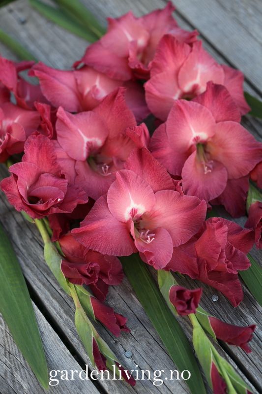 Gladiol 'Indian Summer' - Gladiolus, 10 stk.