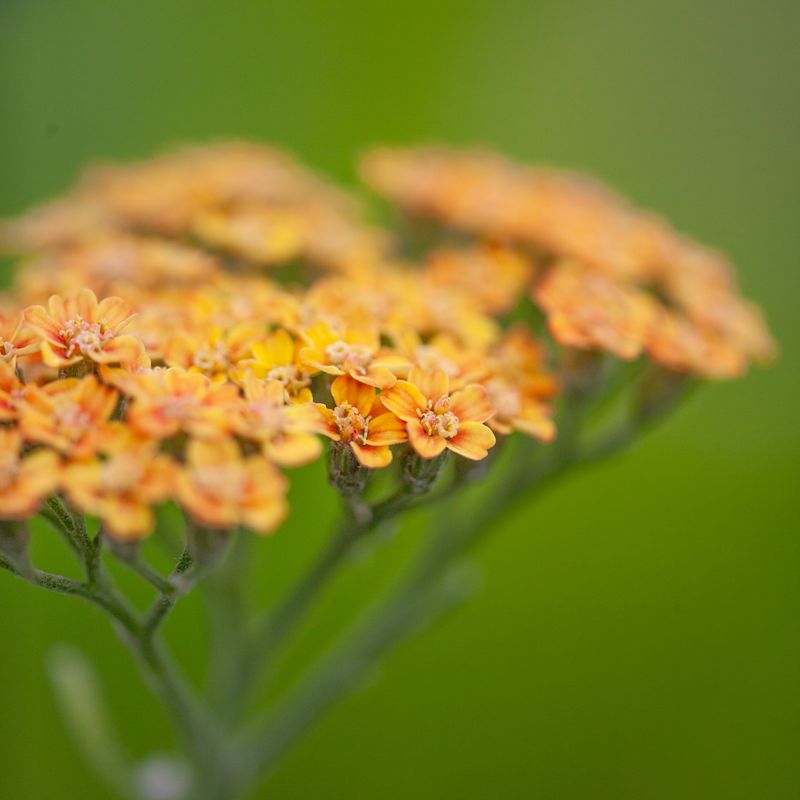 Bakkeryllik ’Terracotta’ - Achillea millefolium