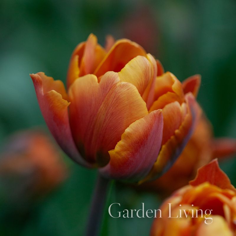 Tulipan 'Brasil', Tidlig dobbel - 8 stk