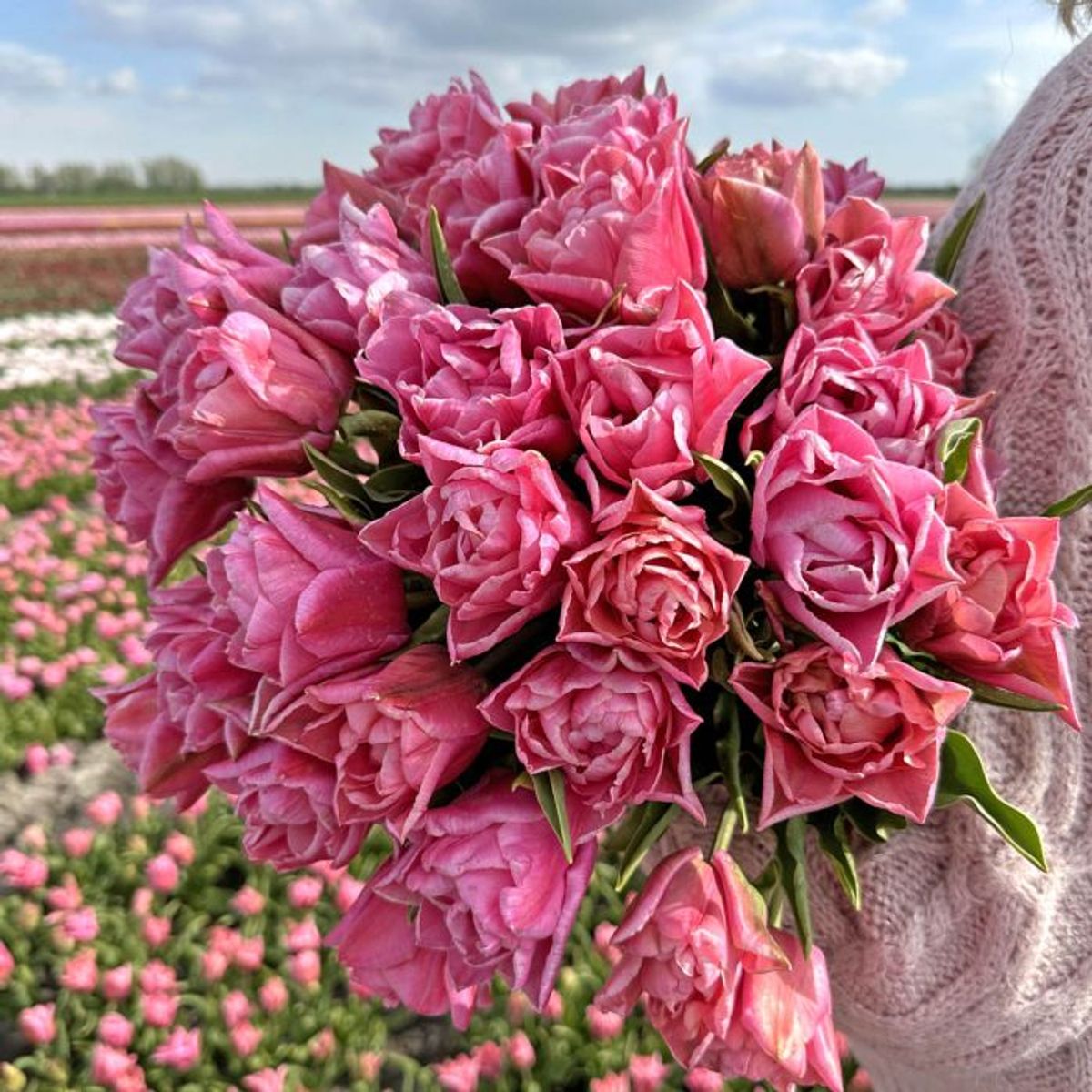 Tulipan 'Touchstone', sen dobbel - 10 stk