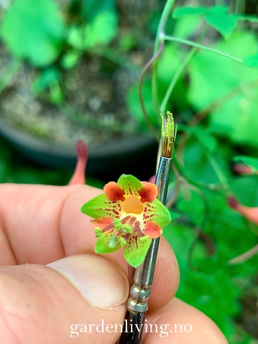 Tropaeolum pentaphyllum - 1 stk