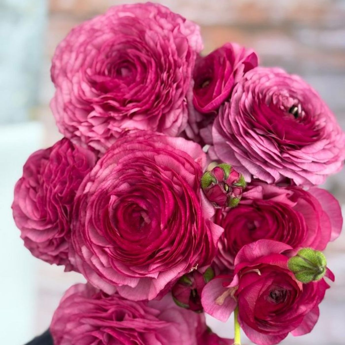Ranunkel 'Elegance® Mika' - Ranunculus, 7 stk.