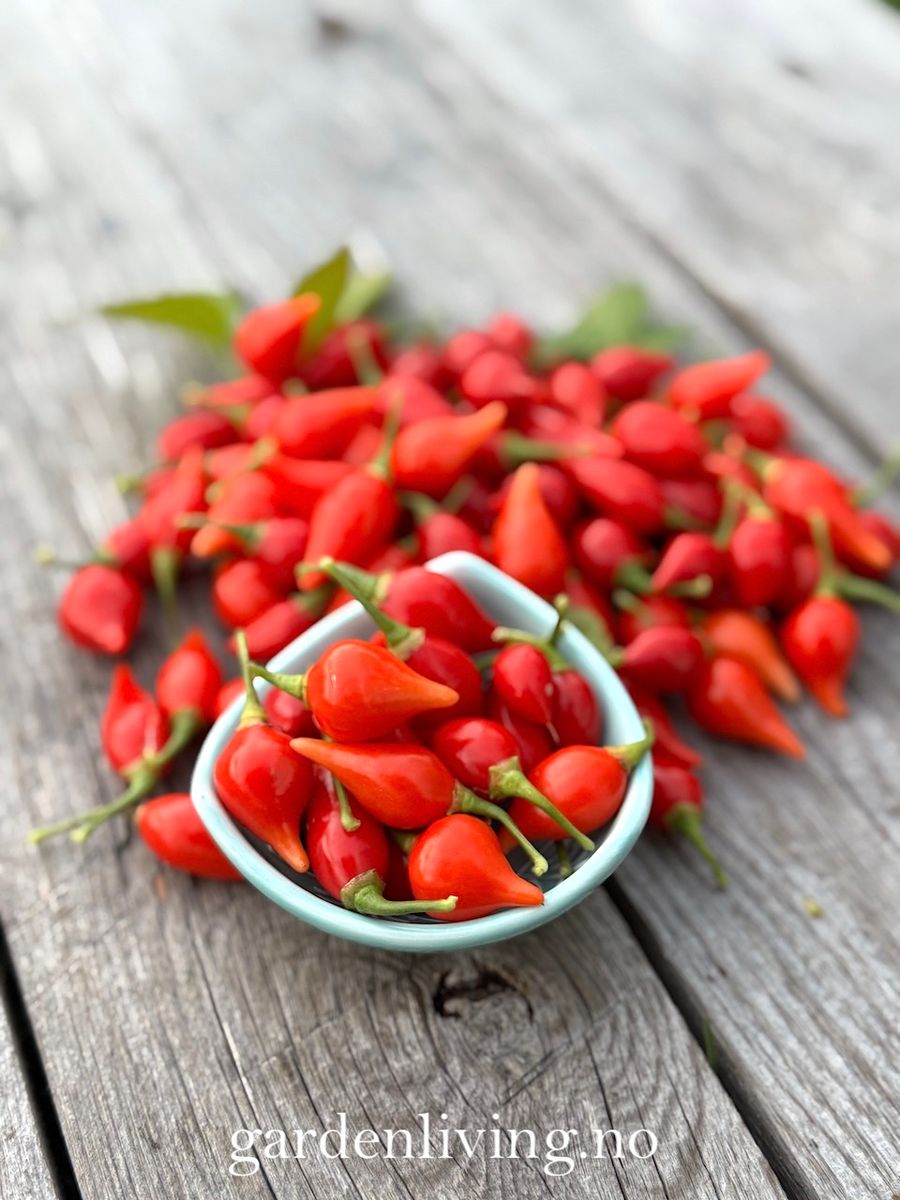 Chilipepper 'Biquinho Red' - Capsicum annuum