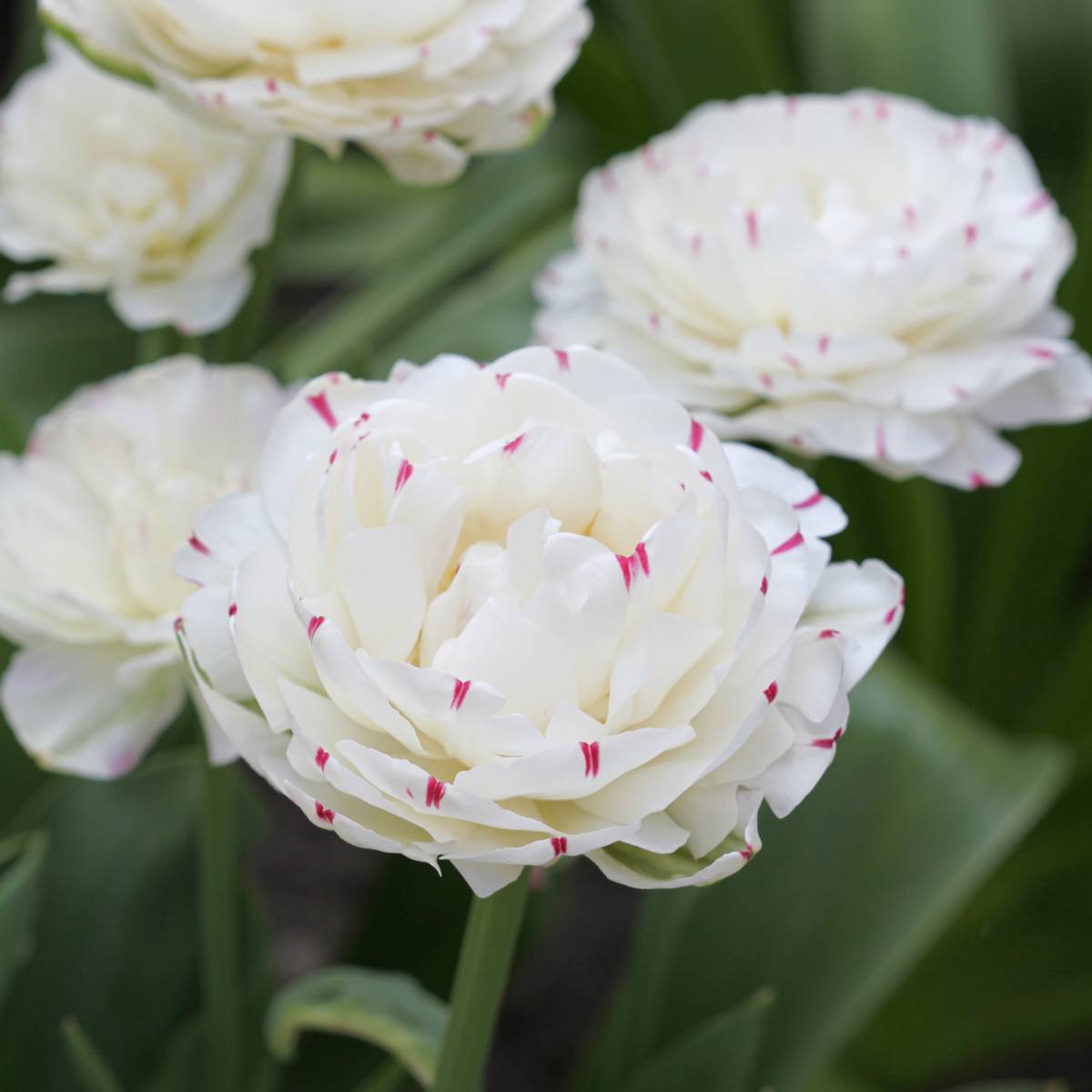 Tulipan 'Danceline', sen dobbel - 6 stk