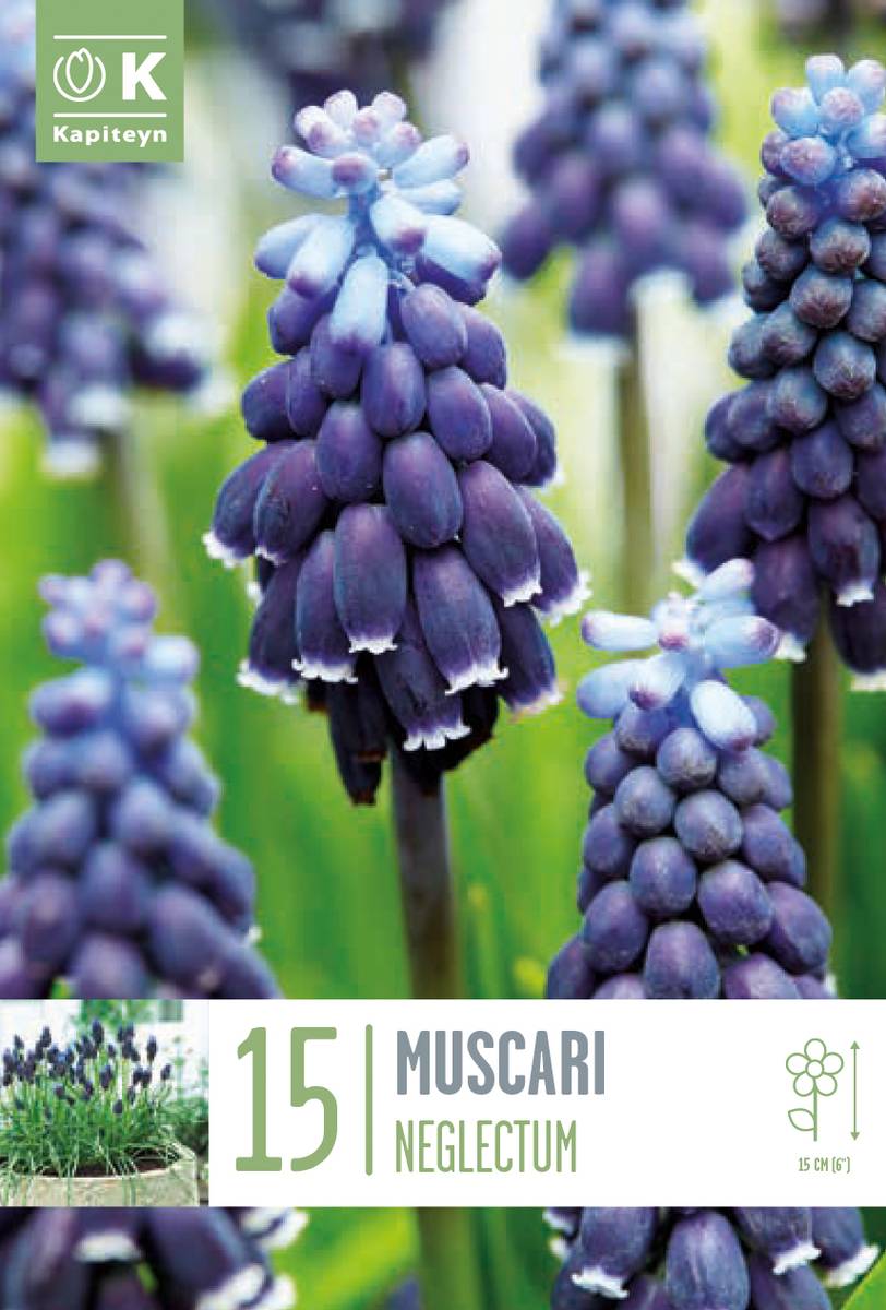 Perleblomst - Muscari neglectum - 15 stk
