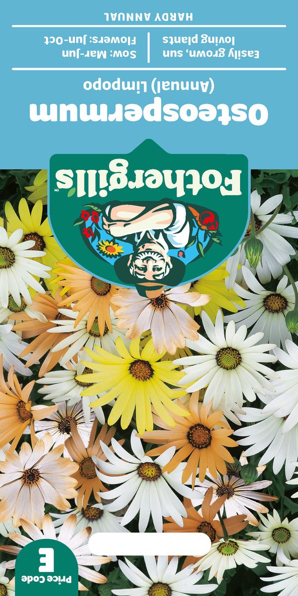 Spansk margeritt 'Limpopo Mixed' - Osteospermum