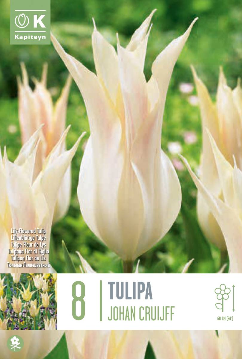 Tulipan 'Johan Cruijff', liljeblomstrende - 8 stk