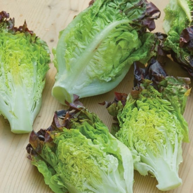 Hovedbilde Romanosalat 'Little Gem Amaze' - Lactuca
