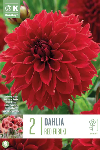 Hovedbilde Georgine 'Dark Fubuki' - Dahlia x cultorum  - 2 stk
