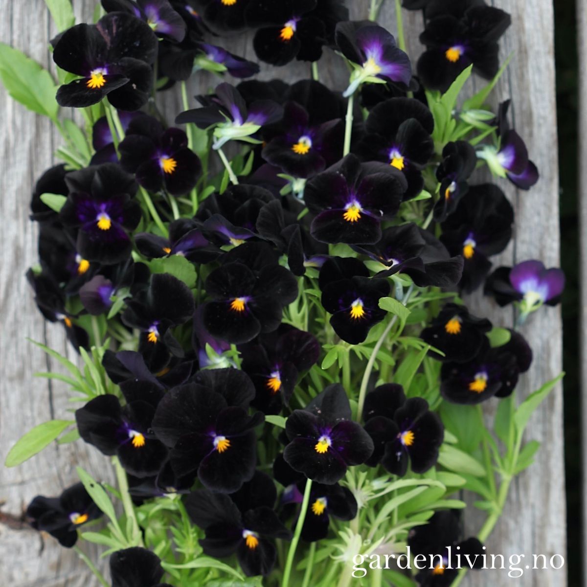 Stemorsblomst 'Back To Black', småblomstret - Viola x williamsii