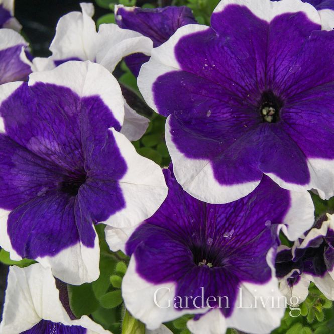 Hovedbilde Petunia 'Limbo Blue Picotee' F1 - Petunia grandiflora