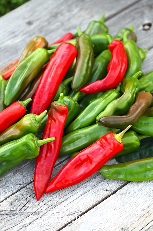 Chilipepper 'Anahaeim' - Capsicum annuum