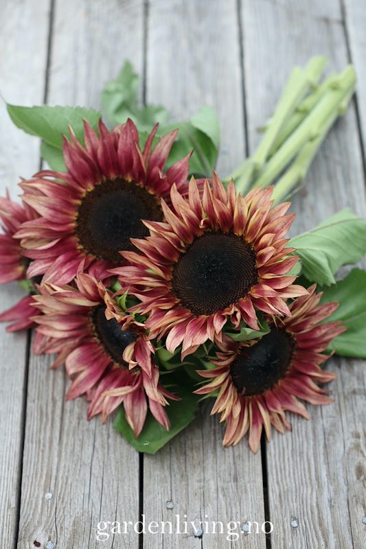 Solsikke 'Pro Cut Plum' - Helianthus annuus