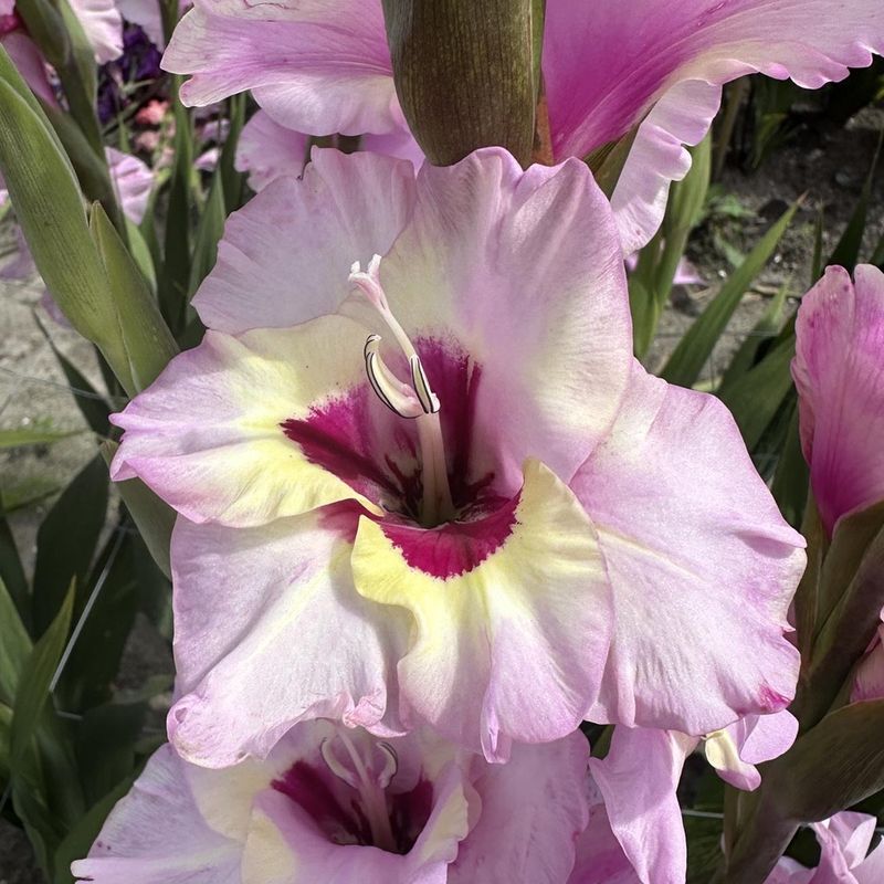 Gladiol 'Zamora' - Gladiolus, 10 stk.