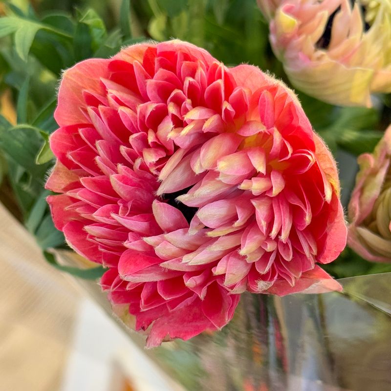 Kronsymre 'Fullstar Mix' - Anemone coronaria, 10 stk.