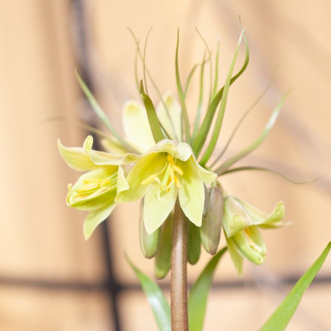 Hovedbilde Fritillaria raddeana - 1 stk