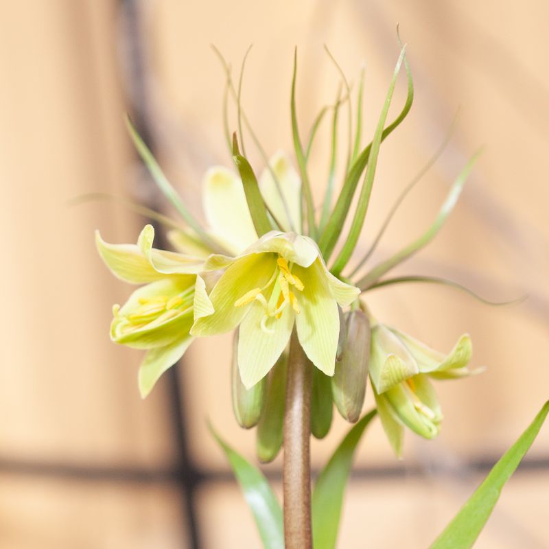 Fritillaria raddeana - 1 stk