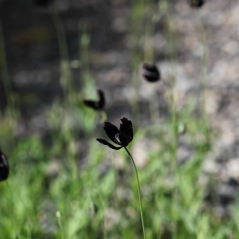 Valmue 'Black Magic' - Papaver macrostomum
