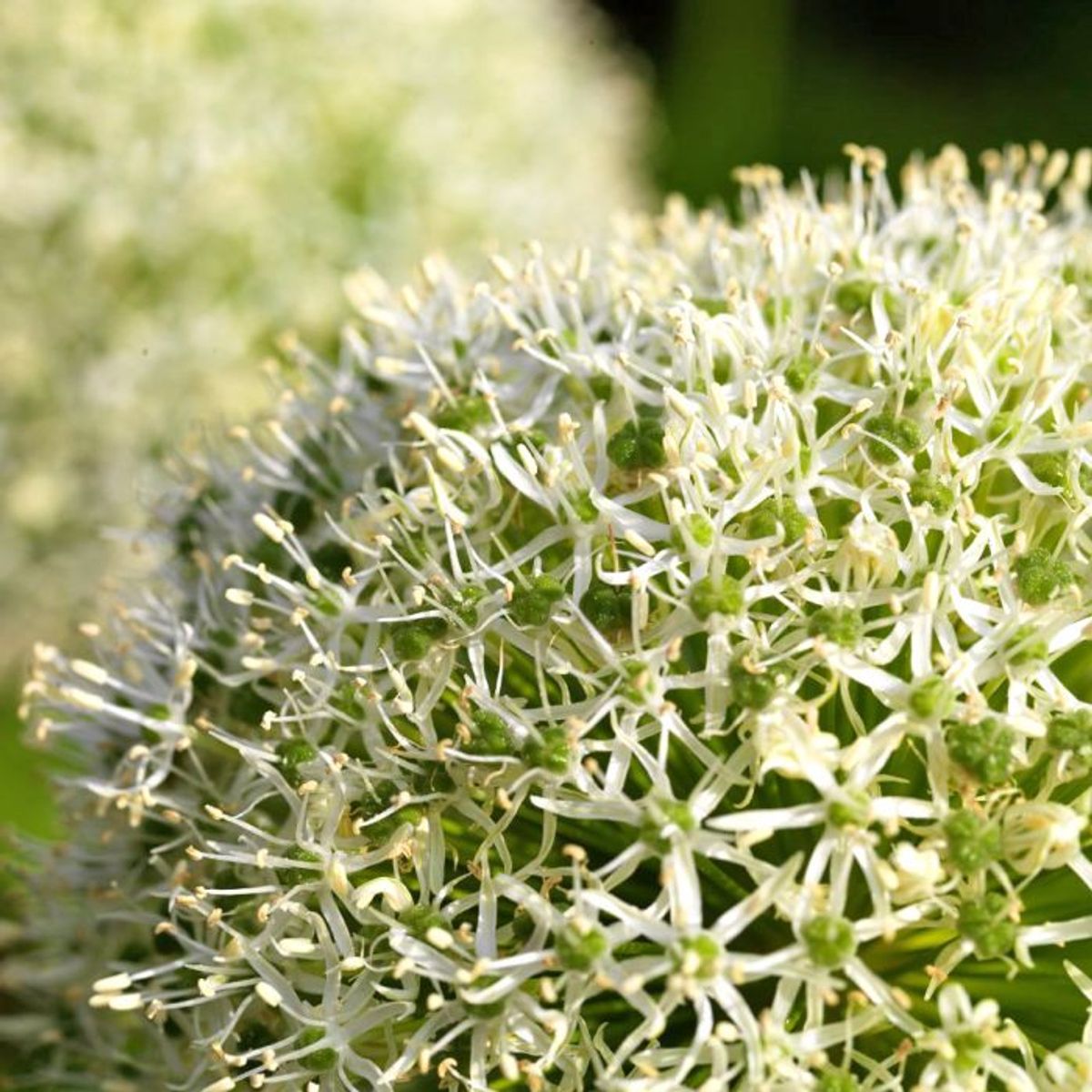 Skjeggløk 'White Giant' - Allium stipitatum, 3 stk