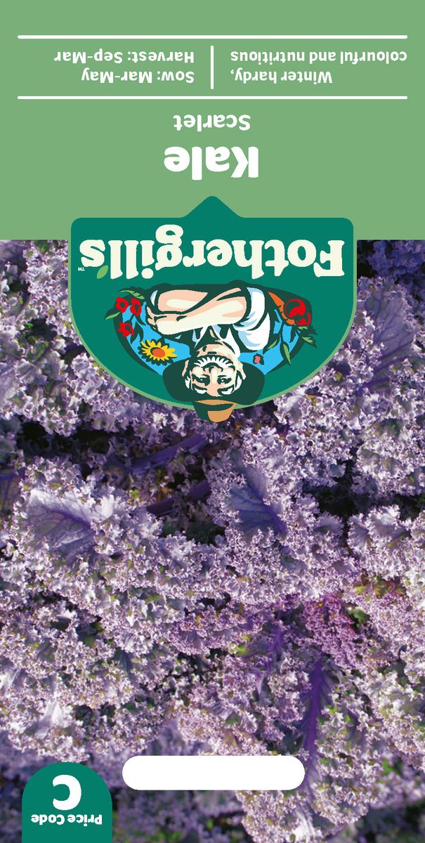 Grønnkål 'Scarlet' - Brassica oleracea 