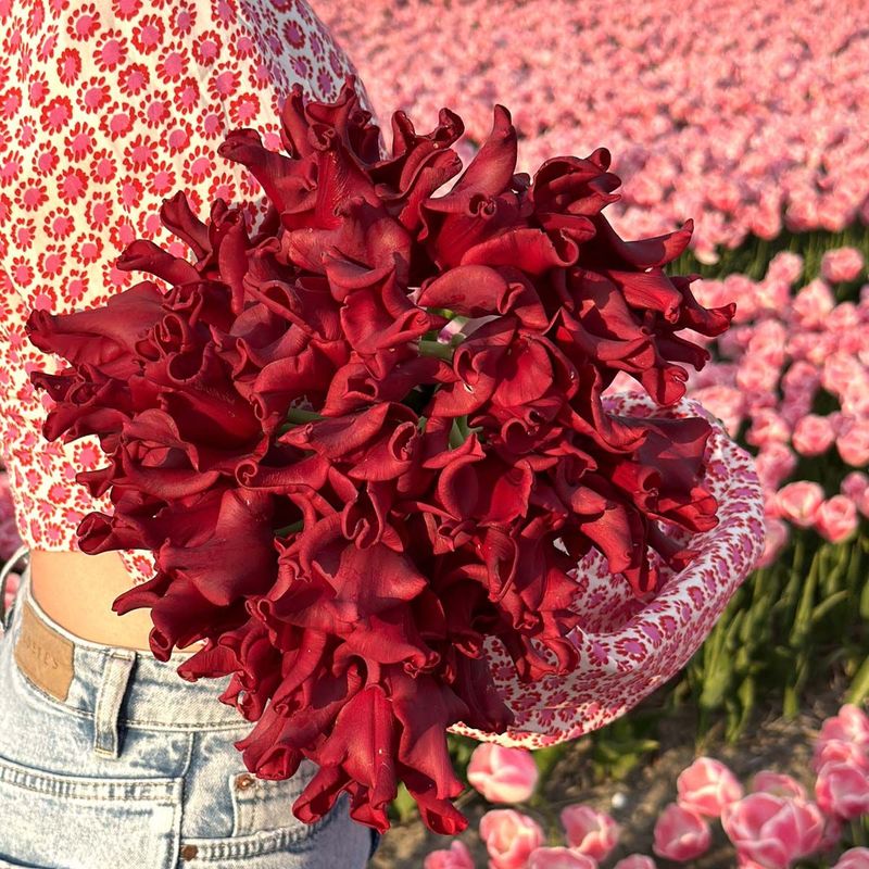 Tulipan 'Red Dress', sen enkel - 10 stk