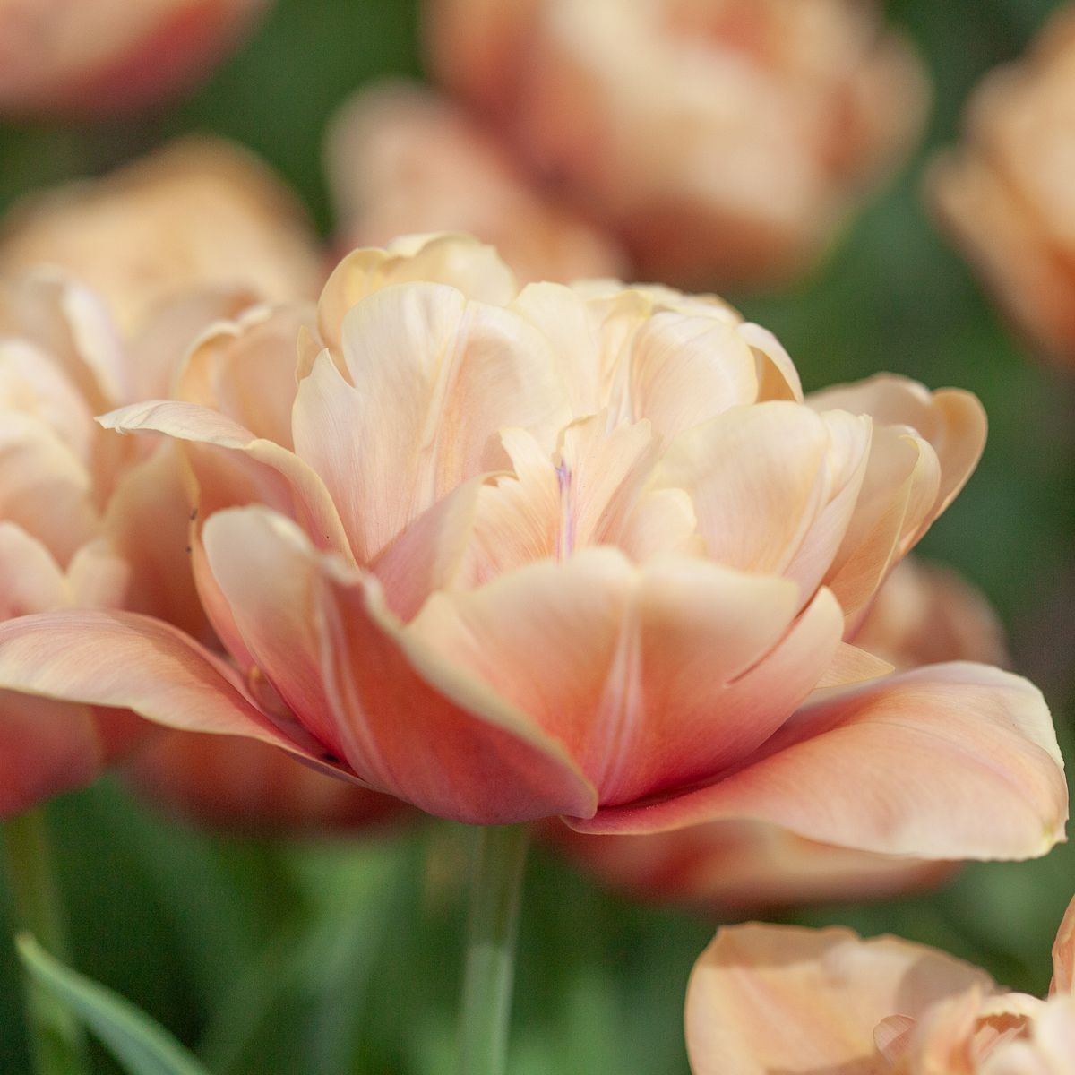 Tulipan 'La Belle Epoque' - 5 stk