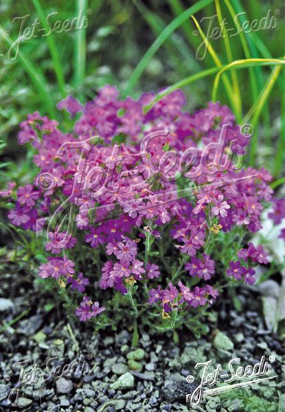 Hovedbilde Erinus alpinus 'Doctor Hähnle 