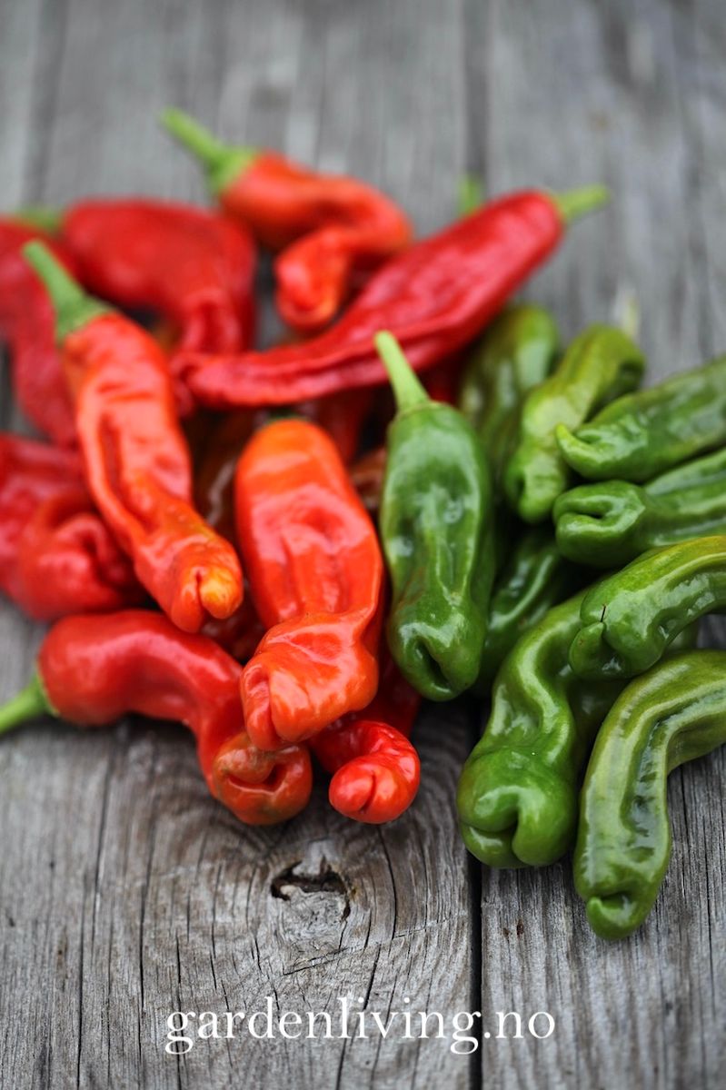 Chilipepper 'Peter Pepper Red'/'Penis Chili'- Capsicum annuum