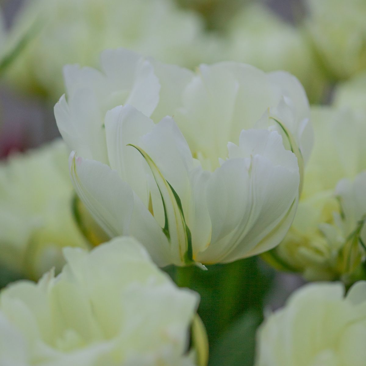 Tulipan 'White Valley’, Fosterianahybrid - 7 stk