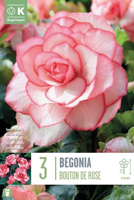 Hovedbilde Begonia 'Bouton de Rose', 3 stk.