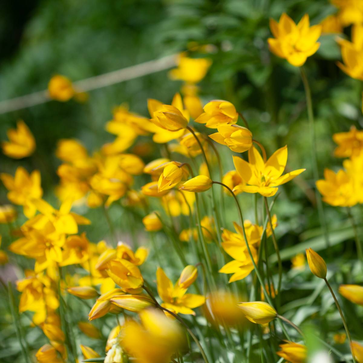 Skogtulipan - Tulipa sylvestris - 10 stk