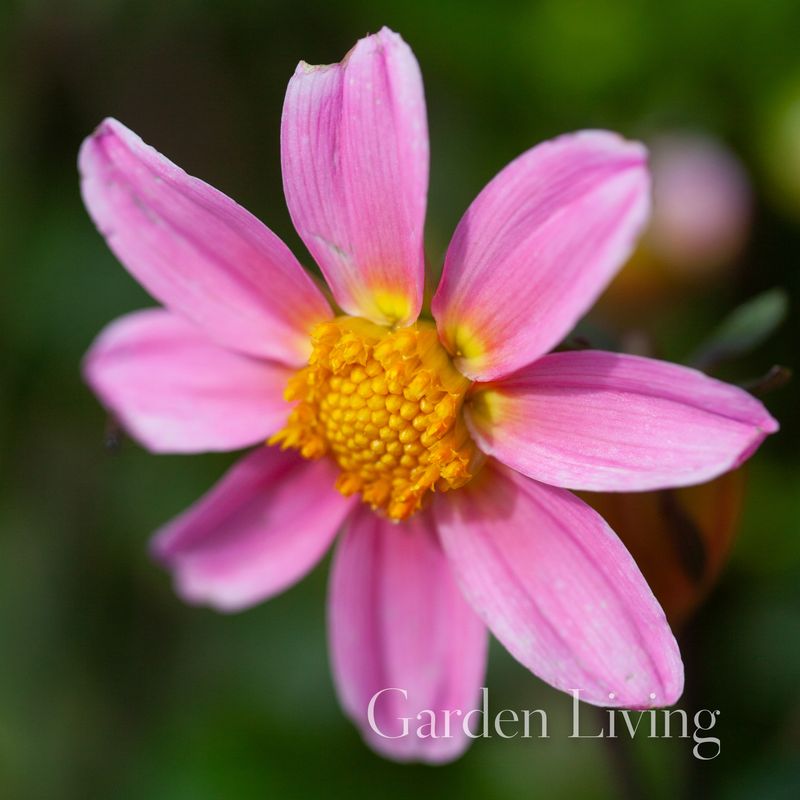 Georgine 'Topmix Pink', lav - Dahlia x cultorum, 1 stk.