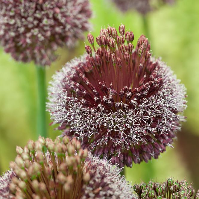 Hovedbilde Prydløk 'Forelock' - Allium - 1 stk