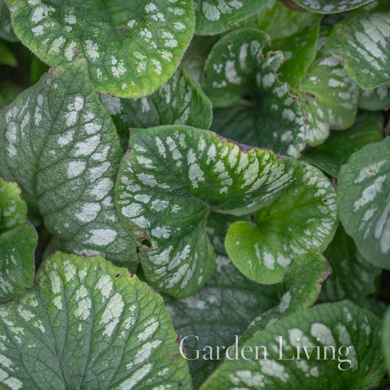 Forglemmegeisøster ’Emerald Mist’ - Brunnera macrophylla