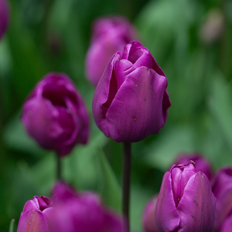 Tulipan 'Negrita', triumphtulipan - 7 stk
