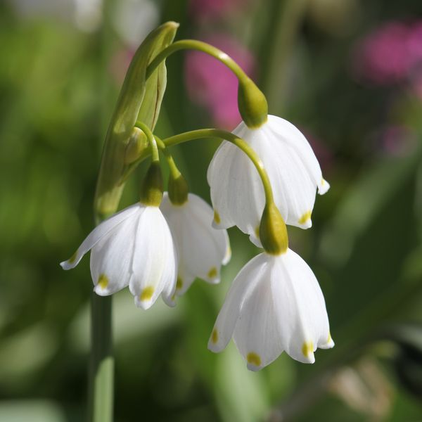 Hovedbilde Jonsokklosterklokke 'Gravetye Giant' - Leucojum aestivum - ...